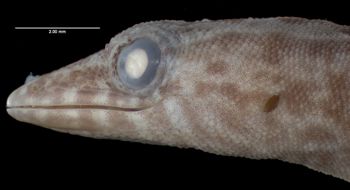 Media type: image;   Herpetology R-56322